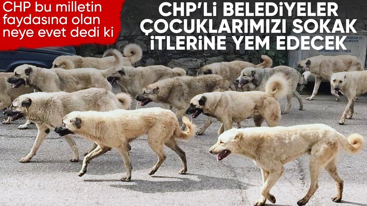 CHP’den sokak köpekleri yasa teklifine tepki! “Uygulamayız”